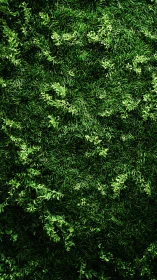 Dense green ground cover vegetation forms an even surface