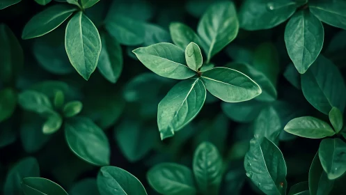 Verdant leaf cluster rendered in deep teal macro focus.