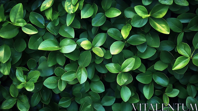 Glossy green foliage fills frame under soft diffused light