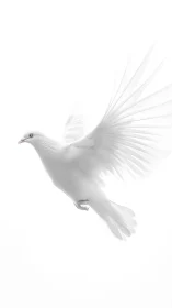 White Dove in Flight: Luminous Plumage and Extended Wing Deployment Analysis