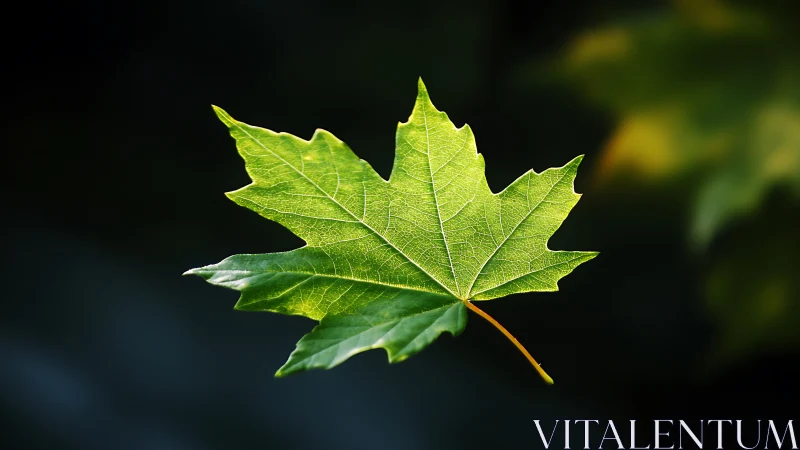 Sunlit maple leaf drifting in quiet forest shadowspace.