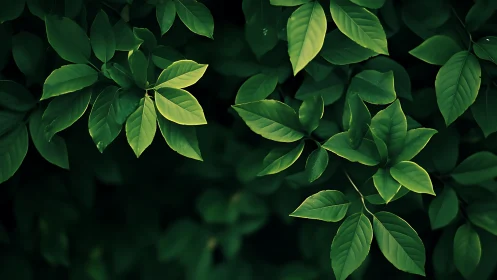 Lush emerald leaves in dramatic low key natural lighting.