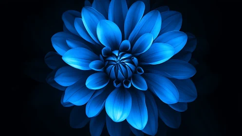 Blue Dahlia Flower Against Dark Background