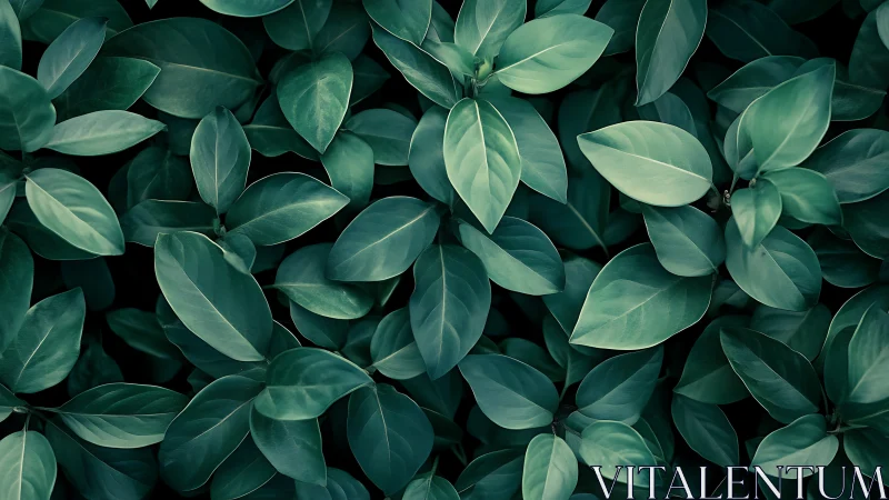 Lush green foliage fills the frame in soothing natural pattern.