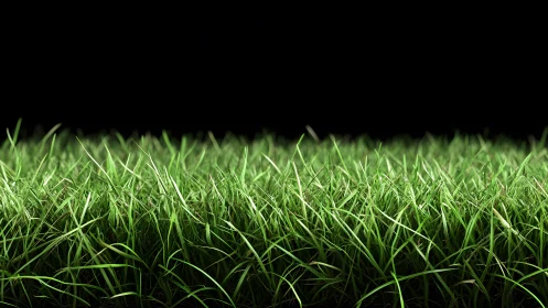 Lush green grass field on black background, realistic close-up.