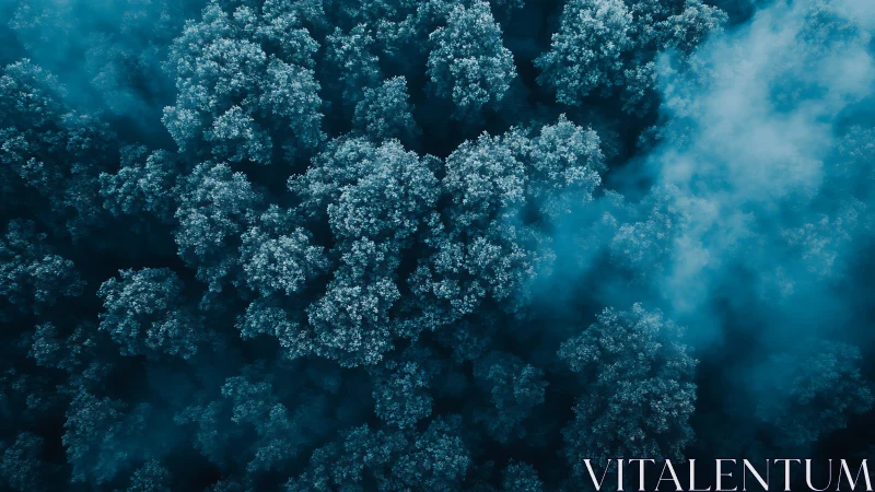 Dense forest canopy in cool blue fog from above.