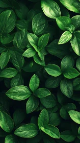 Dense overlapping green foliage pattern, top-down view.