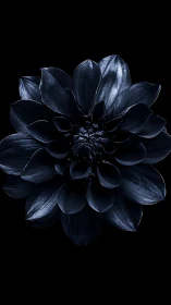 Midnight Bloom Against Darkness