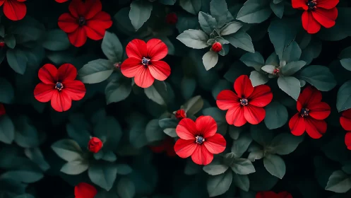 Vibrant Red Flowers with Dense Teal Foliage in Botanical Composition