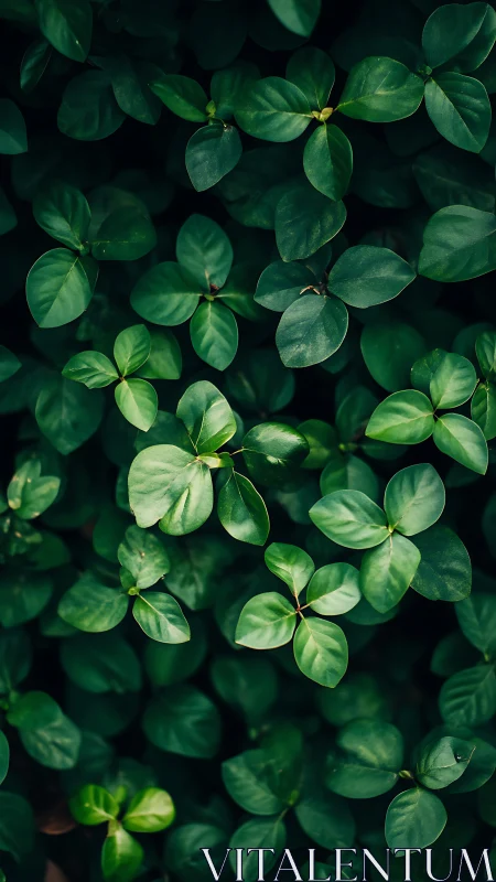 Dense cluster of glossy green leaves fills entire frame