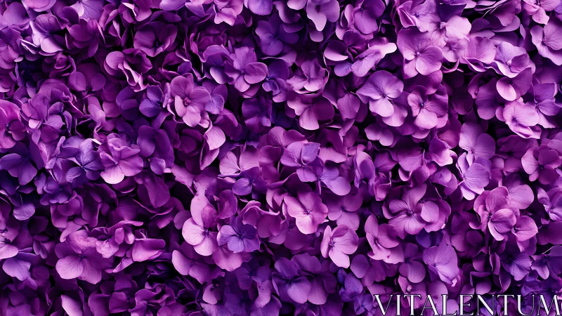 Dense Purple Hydrangea Blooms Fill Frame Completely