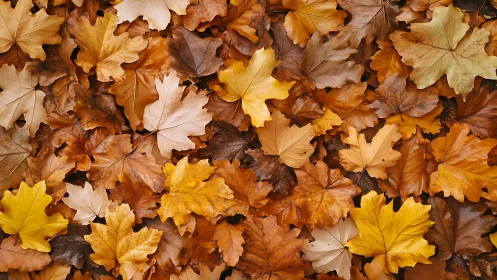 Photographic study of layered autumn maple foliage pattern.