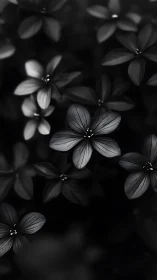 Monochromatic Floral Study with Five-Petaled Blooms.