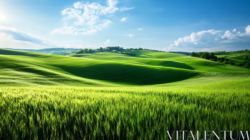 Sunlit cereal fields undulate across rolling verdant hills