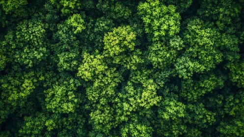 Verdant canopy from above: dense forest foliage composition.