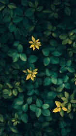 Golden leaves glow gently within a deep emerald foliage bed