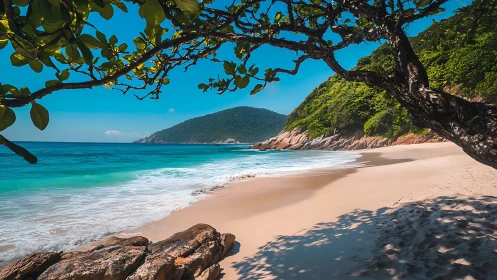 Tropical Beach Cove Framed by Ancient Mangrove Tree.