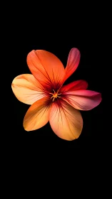 Illuminated Blossom: Chromatic Gradient Study in Radial Symmetry.