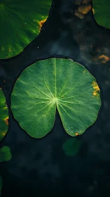 Gentle lily pad glowing softly over dark quiet water.