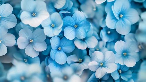 Delicate Blue Forget-Me-Nots in Soft Focus Bloom.