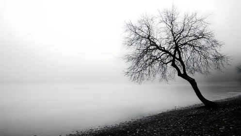 Solitary shoreline tree in high-key monochrome minimalism.