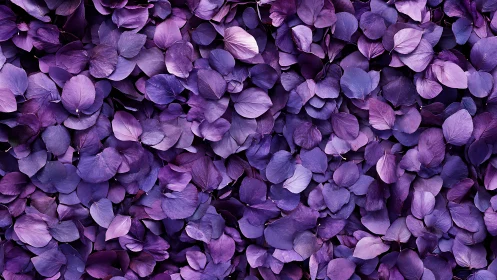 Purple hydrangea petals forming dense floral texture background.