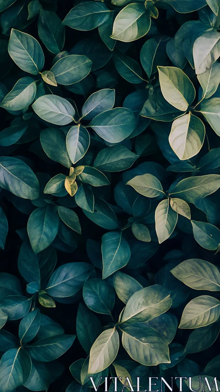 Dense green foliage with overlapping glossy leaves.