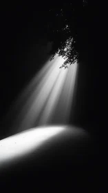 Monochrome shafts of light slice through dense forest dark