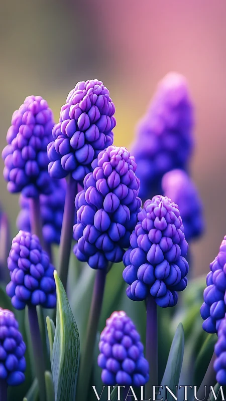 Vibrant purple grape hyacinths in sharp macro focus with soft bokeh background.