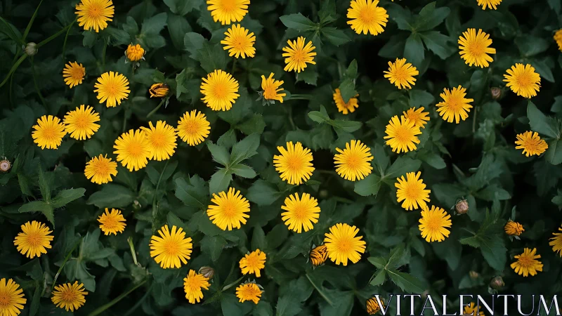 Dense Taraxacum officinale bloom colony with compound heliotrohic petals.