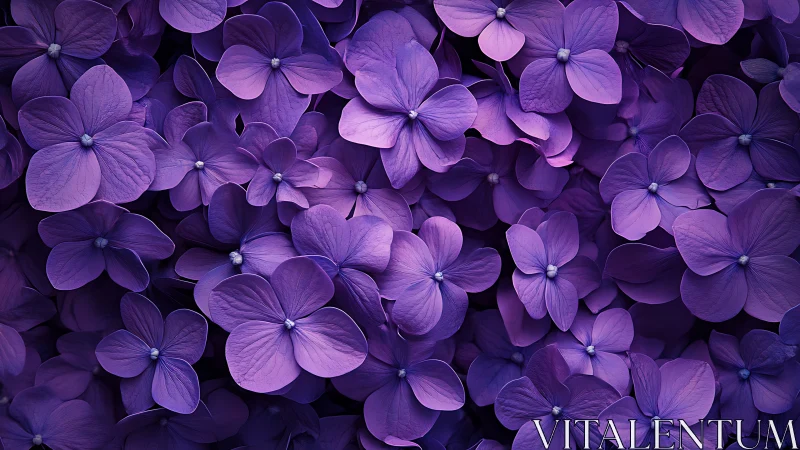 Purple Petals Swirl Through Luminous Layered Blooms