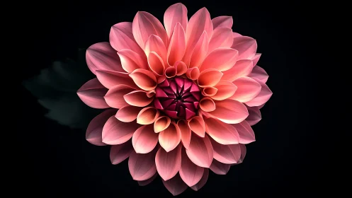 Dahlia bloom rendered with gradient petals and radial symmetry structure