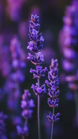 Purple Lavender Spikes in Soft Focus Field.
