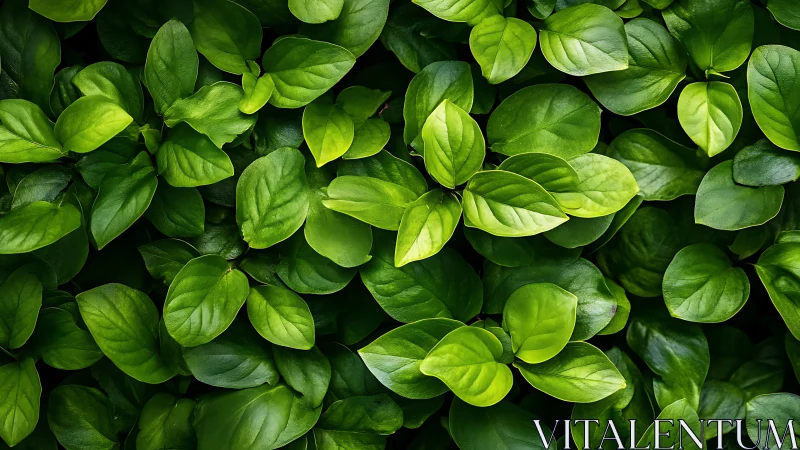 Lush green leaf blanket inviting quiet moments of calm.