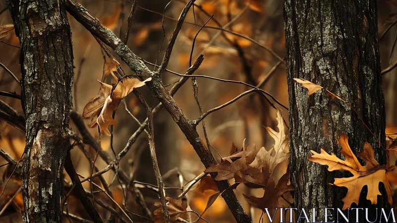 Quiet tangle of trunks and autumn leaves in warm woodland hush.