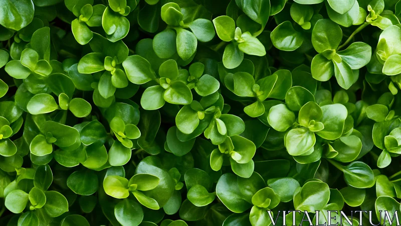 Dense succulent foliage under soft diffuse daylight exposure.