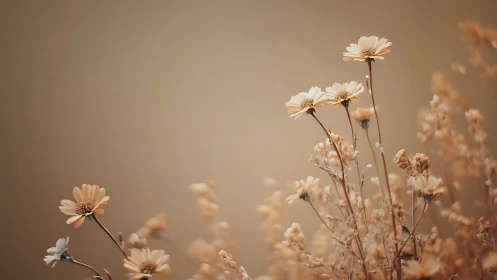 Soft-focused daisies with selective focus technique exhibiting warm bokeh rendering