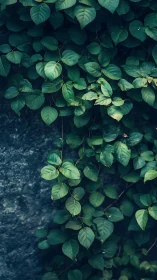 Climbing ivy leaves against textured stone wall backdrop.
