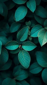 Emerald leaves whisper in shadowed midnight garden hush.