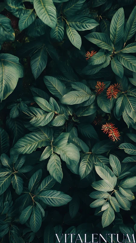Dense green foliage with small red flower clusters.