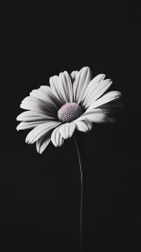 Delicate Daisy Blooming Against Elegant Black.