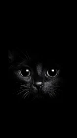 Black Cat Intense Gaze Against Dark Background.