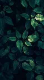 Moonlit leaves weave a secret forest lullaby in shadowed green.
