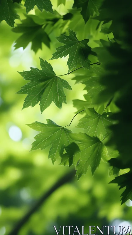 Maple leaves catch soft backlight in lush green canopy