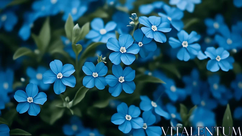 Blue Forget-Me-Nots in Full Bloom with Lush Green Foliage
