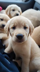 Golden retriever puppies huddled in soft car interior.