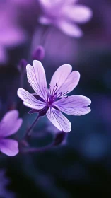 Lavender Dreams Dance in Twilight's Delicate Glow