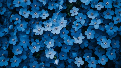 Cerulean Dreams: Thousand Petals Dancing in Azure Abundance.