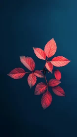 Red compound leaves float against deep blue negative space