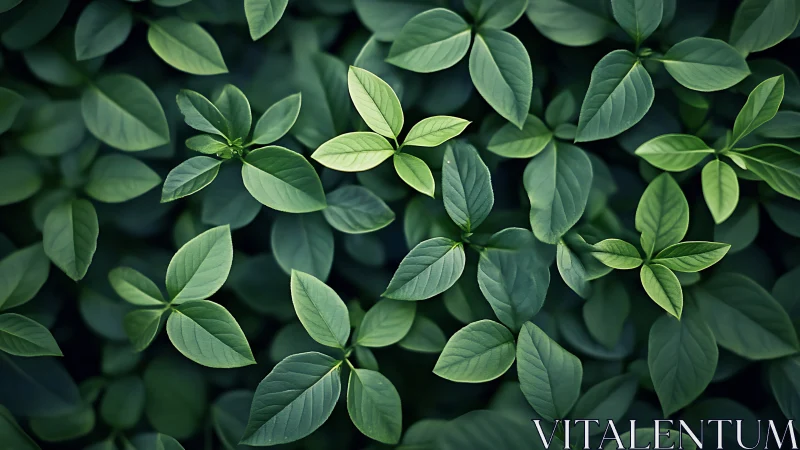 Dense green foliage pattern with layered leaf clusters.